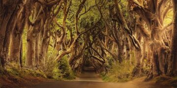 ‘In Ireland the level of incompetence is really frustrating’ – The Irish Times