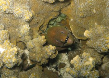 Saint Helena – Archaeology Magazine