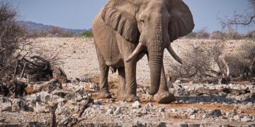 Namibia: Germany must deliver reparatory justice for its brutal colonial past – Amnesty International