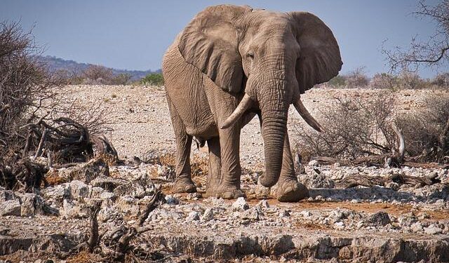 Namibia: Germany must deliver reparatory justice for its brutal colonial past – Amnesty International