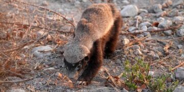 How 3ssila the Honey Badger Became Morocco’s Unlikely Marketing Mastermind – Morocco World News