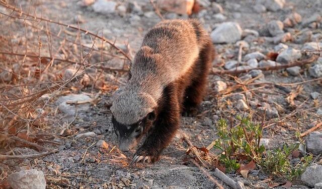 How 3ssila the Honey Badger Became Morocco’s Unlikely Marketing Mastermind – Morocco World News