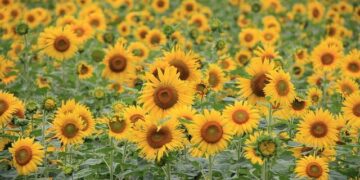 Iceland Joins Malta, Cyprus, Spain and Portugal in Explosive Tourism Surge, Paving the Way for Europe’s Travel Revolution! – Travel And Tour World