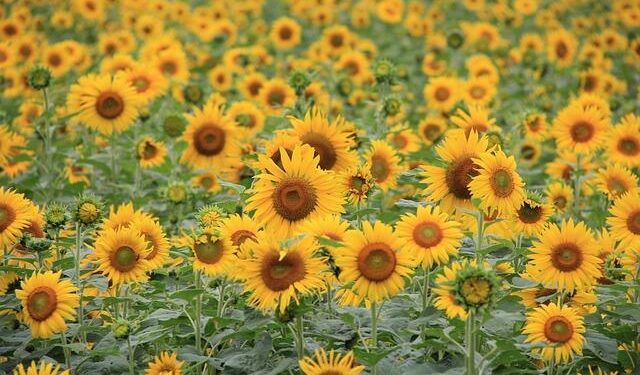 Iceland Joins Malta, Cyprus, Spain and Portugal in Explosive Tourism Surge, Paving the Way for Europe’s Travel Revolution! – Travel And Tour World