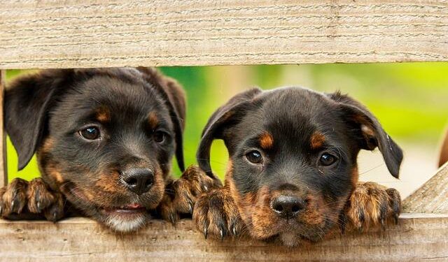 Netherlands Joins Greece, France, Croatia, Austria, and Germany in a Battle to Save Local Culture and Tradition: Is Overtourism Really the Reason? Find Out – Travel And Tour World