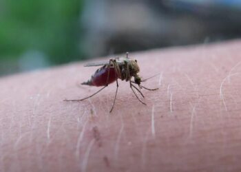 UC Malaria Initiative Expands Acivities to Equatorial Guinea – UC Davis