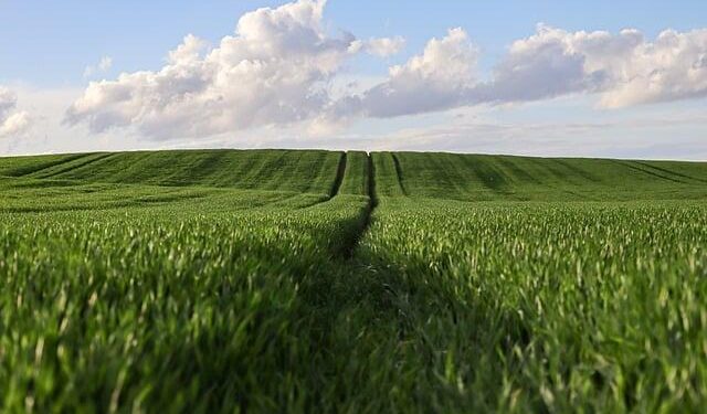 Niue’s battle for land legacy: ‘United we stand, divided we fall’ – Pacific Media Network