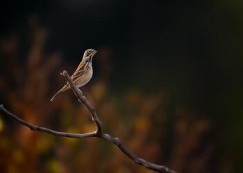 State responds to 2nd confirmed case of avian influenza in Hawaii – Honolulu Star-Advertiser