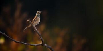 State responds to 2nd confirmed case of avian influenza in Hawaii – Honolulu Star-Advertiser