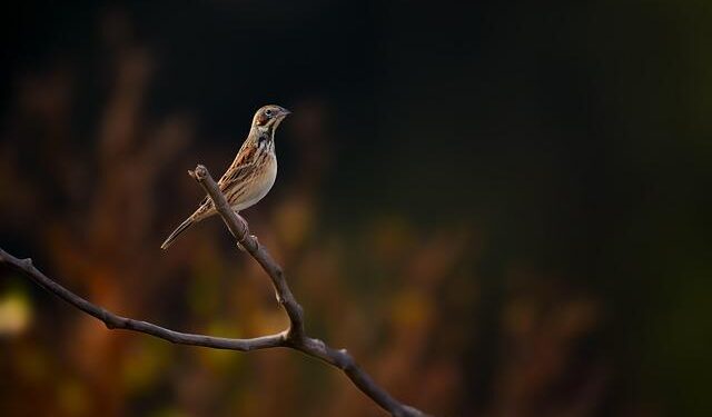 State responds to 2nd confirmed case of avian influenza in Hawaii – Honolulu Star-Advertiser