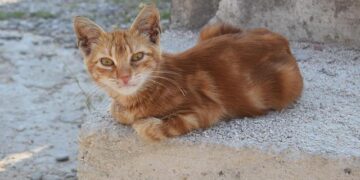 Graham Potter suffers woeful 4-1 defeat in first match as Sweden boss – as his injury-plagued side are put to the sword by Granit Xhaka and Switzerland – Daily Mail