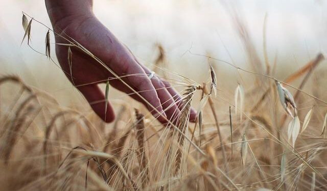 From aid to growth: strategic shift secures long-term future for Moldovan agriculture – Food and Agriculture Organization