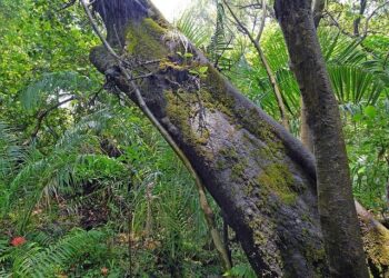 Zimbabwe on track for 6% growth as economy recovers from drought – Reuters