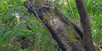 Zimbabwe on track for 6% growth as economy recovers from drought – Reuters