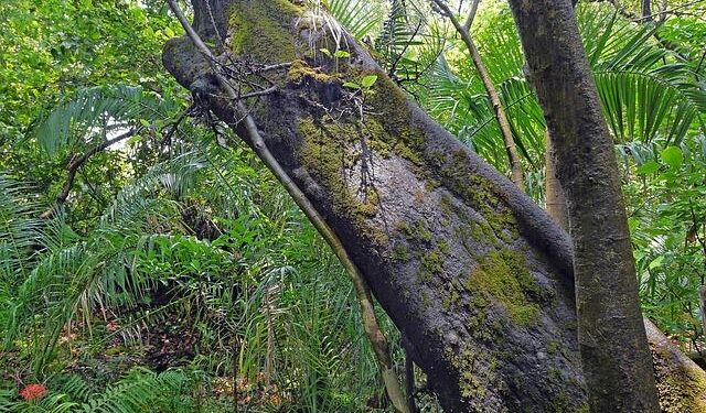 Zimbabwe on track for 6% growth as economy recovers from drought – Reuters