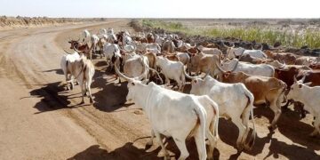 Senegal’s ruling duo splinters – Le Monde.fr