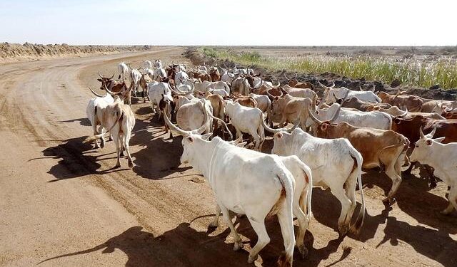 Senegal’s ruling duo splinters – Le Monde.fr