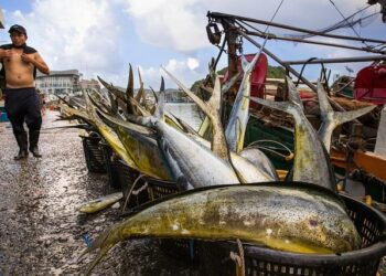 Beaufort County deputies investigate body found on Saint Helena Island – WCIV