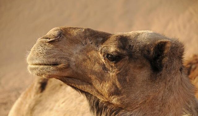 Morocco, Mauritania Sign Two-year Environment Plan – Energy Capital & Power