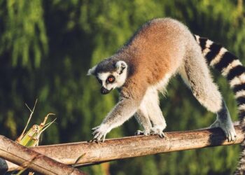 Who is in charge of Madagascar after President Rajoelina flees? – Al Jazeera