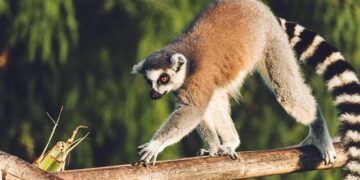 Who is in charge of Madagascar after President Rajoelina flees? – Al Jazeera