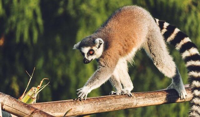 Who is in charge of Madagascar after President Rajoelina flees? – Al Jazeera