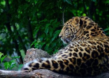 Satellite-tagged Amur falcons from Manipur cross Arabian Sea to reach Kenya, Somalia | Hindustan Times – Hindustan Times