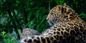 Satellite-tagged Amur falcons from Manipur cross Arabian Sea to reach Kenya, Somalia | Hindustan Times – Hindustan Times