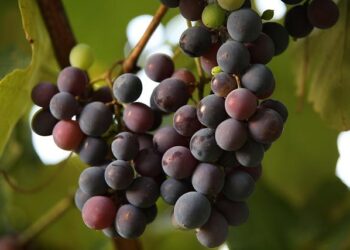 Vineyards are disappearing in France – The Economist