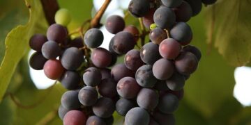 Vineyards are disappearing in France – The Economist