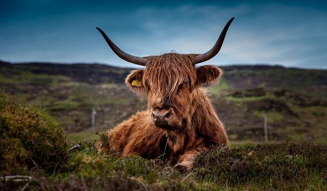 Scotland v Denmark: Scott McTominay overhead kick puts hosts ahead – BBC