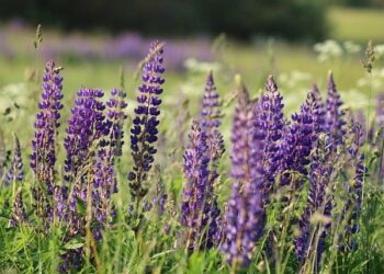 Lithuania to shoot down smuggler balloons, shut Belarus border crossings – Al Jazeera