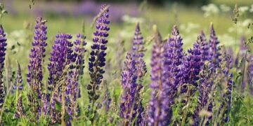 Lithuania to shoot down smuggler balloons, shut Belarus border crossings – Al Jazeera