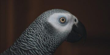 Air Congo to add ATR72s in 2026; Ethiopian ups A350 order – ch-aviation