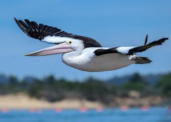 Questions over Australian-gifted patrol boat smashed on reef during ‘VIP transport’ – abc.net.au