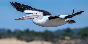 Questions over Australian-gifted patrol boat smashed on reef during ‘VIP transport’ – abc.net.au