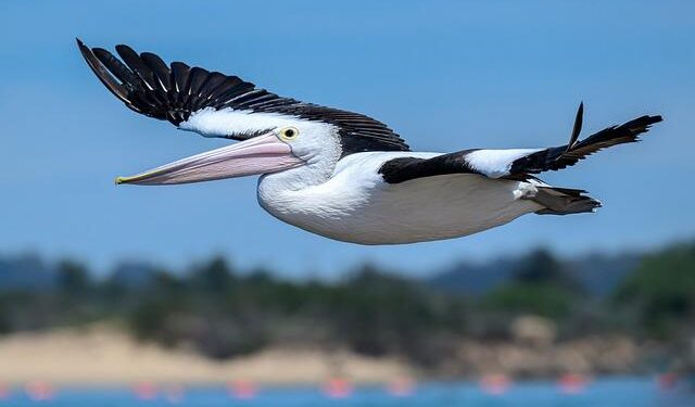 Questions over Australian-gifted patrol boat smashed on reef during ‘VIP transport’ – abc.net.au