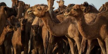 Iran releases Marshall Islands-flagged tanker with all its 21 crew aboard, vessel’s manager says – wdtimes.com