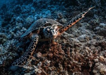 The fight for the Red Sea escalates – Africa Confidential