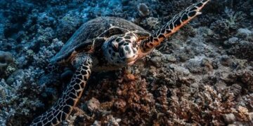 The fight for the Red Sea escalates – Africa Confidential