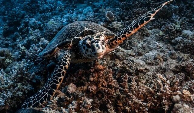 The fight for the Red Sea escalates – Africa Confidential