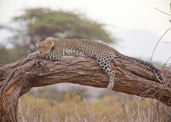 If You Want To Go On Safari, Consider Zambia – Forbes