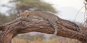 If You Want To Go On Safari, Consider Zambia – Forbes