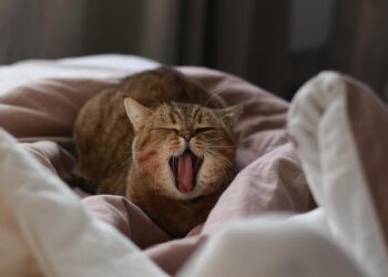 World News in Brief: Famine alert for South Sudan, tsunami readiness, peacekeepers flag activity along Lebanon ‘blue line’ – UN News