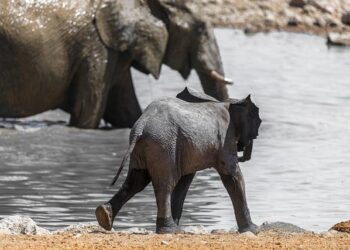 South Africa investigates mystery of a plane that arrived with more than 150 Palestinians from Gaza – NBC News