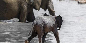 South Africa investigates mystery of a plane that arrived with more than 150 Palestinians from Gaza – NBC News