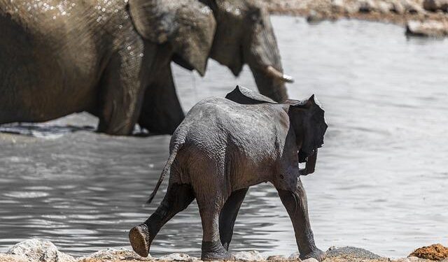South Africa investigates mystery of a plane that arrived with more than 150 Palestinians from Gaza – NBC News