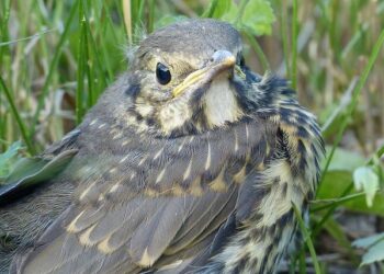 Nestlé on trial over plastic dumps in France – France 24