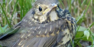 Nestlé on trial over plastic dumps in France – France 24