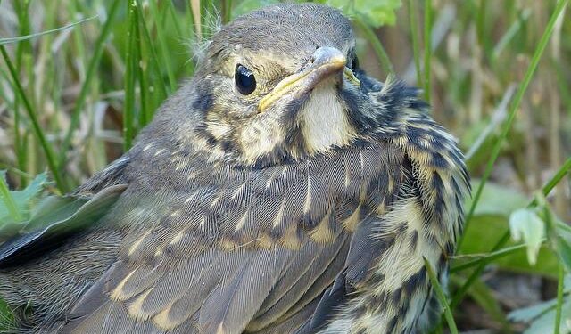 Nestlé on trial over plastic dumps in France – France 24